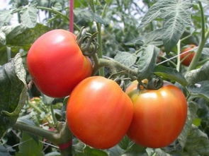 廣州水果蔬菜配送公司 企業(yè)單位團體餐管理與農(nóng)副產(chǎn)品批發(fā)的專業(yè)解決方案